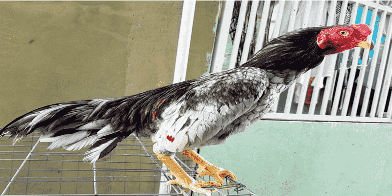 Tìm Hiểu Chi Tiết Về Giống Gà Đá Asil Pakistan Và Cách Lựa Chọn 5 Mỏ gà