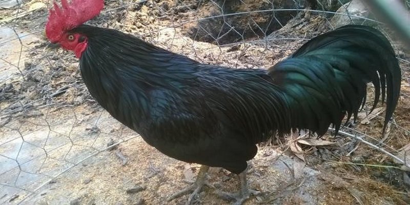 Chia Sẻ Kinh Nghiệm Mua Bán Gà Đá An Giang Cực Chính Xác 5 Bán Gà Đá An Giang