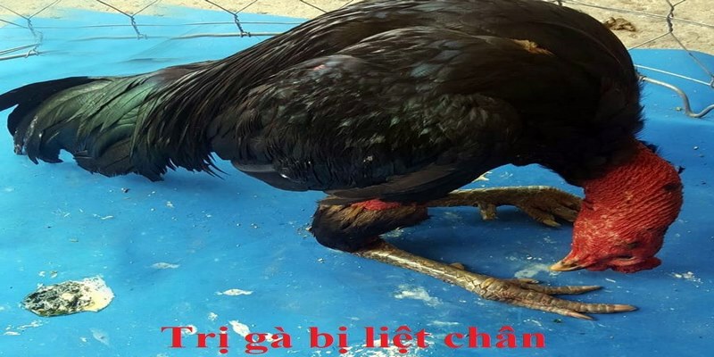 Nguyên Nhân Và Cách Điều Trị Gà Bị Liệt Chân Chuẩn Nhất 4 gà bị liệt chân