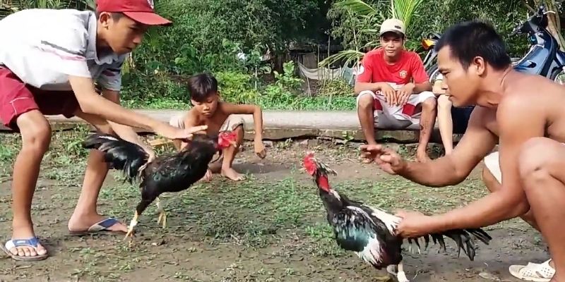 Hướng dẫn cách chơi đá gà - Trò chơi giải trí kiếm lời hiệu quả 5 huong dan cach choi da ga 2